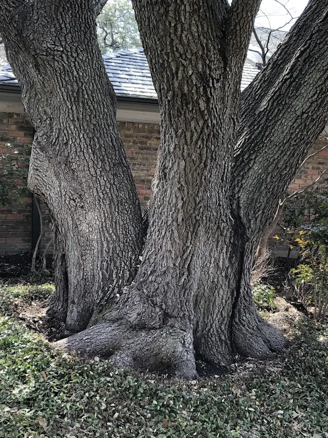Mature heritage tree close to a Masontown property cared for by certified arborists